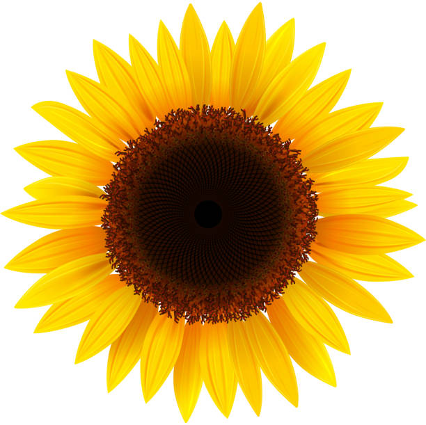 Sunflower Clip Art, Vector Images & Illustrations - iStock
