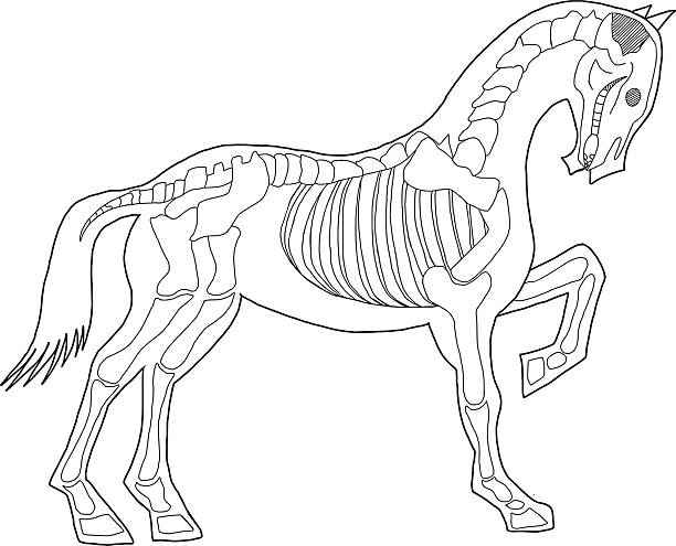 clipart horse skeleton - photo #16