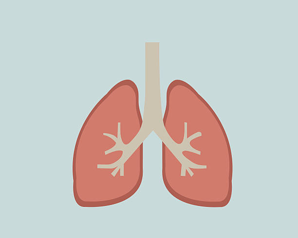 lungs clipart vector - photo #19