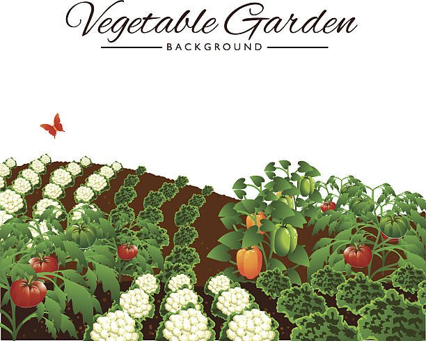 clipart garden vegetables - photo #48