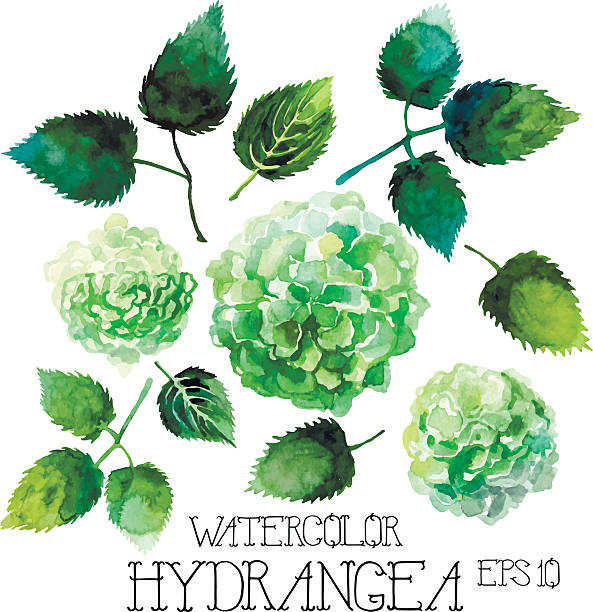 green hydrangea clip art - photo #18
