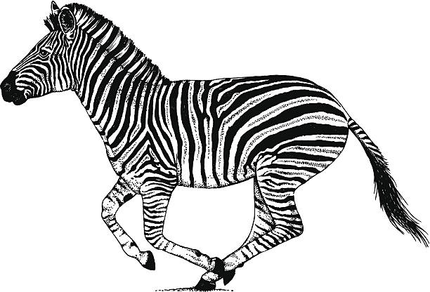 zebra vector clipart - photo #24