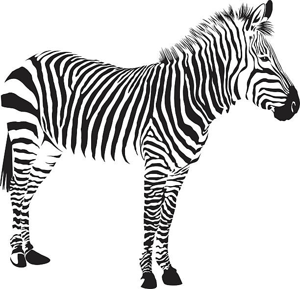 zebra vector clipart - photo #8