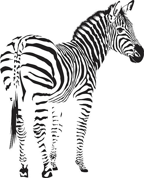 zebra drawings clip art - photo #20