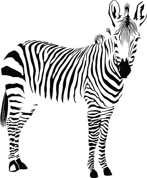 zebra vector clipart - photo #19