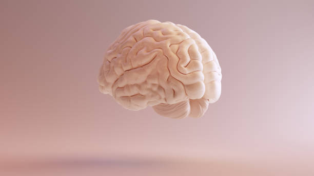 istock Human brain Anatomical Model 3Q Rear Left 1000003366