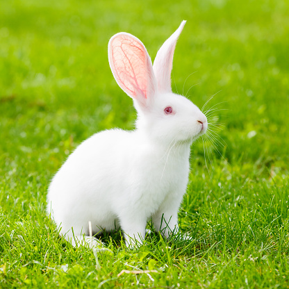White Rabbit Stock Photo - Download Image Now - Rabbit - Animal, White  Color, Grass - iStock