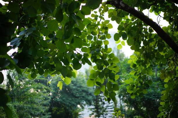 緑の葉のバックグラウンド  - tree leaf green chlorophyll ストックフォトと画像