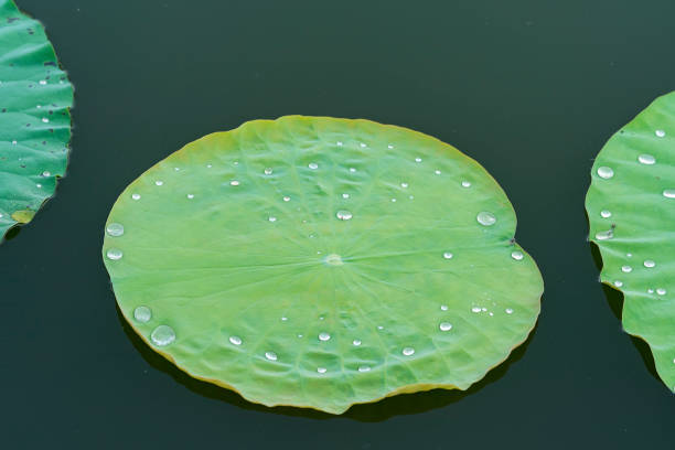 istock Lotus flower leaves in a pond 1000008602