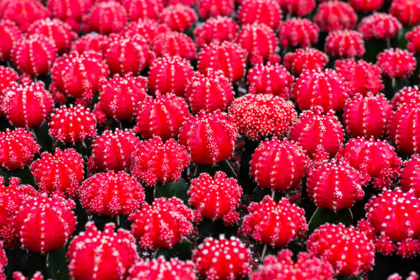 istock Small red cactus are arrange on the ground 1000008632
