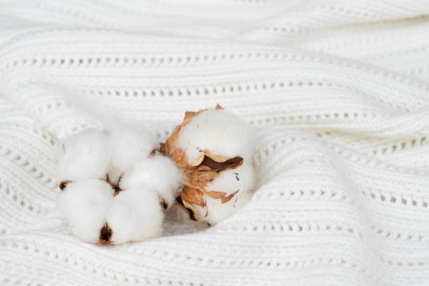 istock Raw cotton buds on cotton texture 1000023258