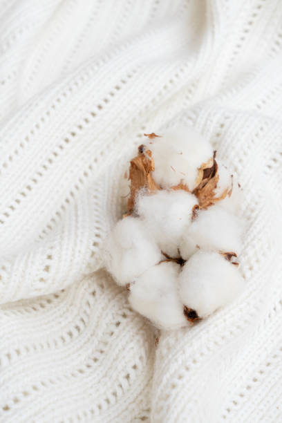 istock Raw cotton buds on cotton texture 1000023314