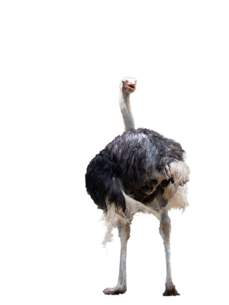 istock Isolate picture of Ostrich 1000023686