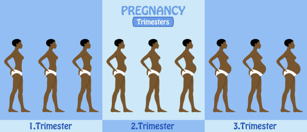 trimester der schwangerschaft der afrikanischen schwangere frau mit hose - maskottchen grafiken stock-grafiken, -clipart, -cartoons und -symbole