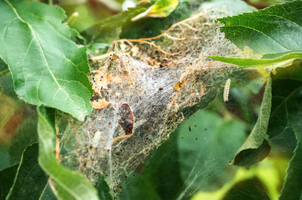 A nest of caterpillars of the Codling moth