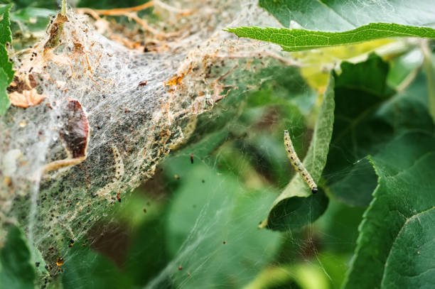 istock A nest of caterpillars of the Codling moth 1000036890