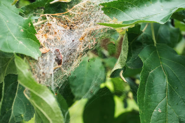 istock A nest of caterpillars of the Codling moth 1000036944