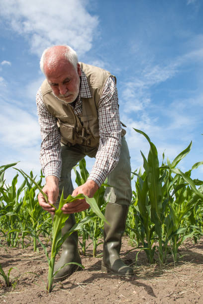 istock Farmer in the dry corn field. 1000044368