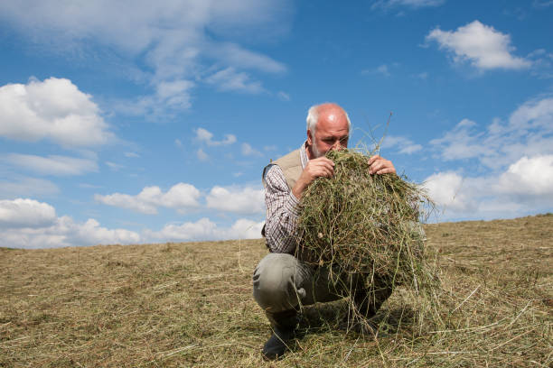 Young farmer moving hay bales with a pitchfork in a field at sunset