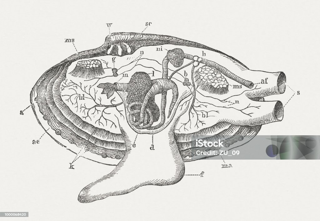 Anatomy of a shell, wood engraving, published around 1895 Anatomy of a shell: ae) Shell; ma) Mantle; k) Gills; w) Umbo; sc) Cardinal teeth; ms) Adducator muscles; f) Foot; a) eyes; m) Mouth; l) Liver; e) Visceral sac; d) Intestine; ni) Kidney; h) Heart; bl) Veins; s) Siphons; g) Brain; b) Cerebral ganglion; n) Nerve fibers. Wood engraving, published around 1895. Anatomy stock illustration