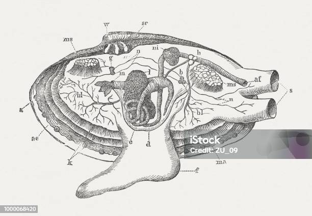 Anatomy Of A Shell Wood Engraving Published Around 1895 Stock Illustration - Download Image Now