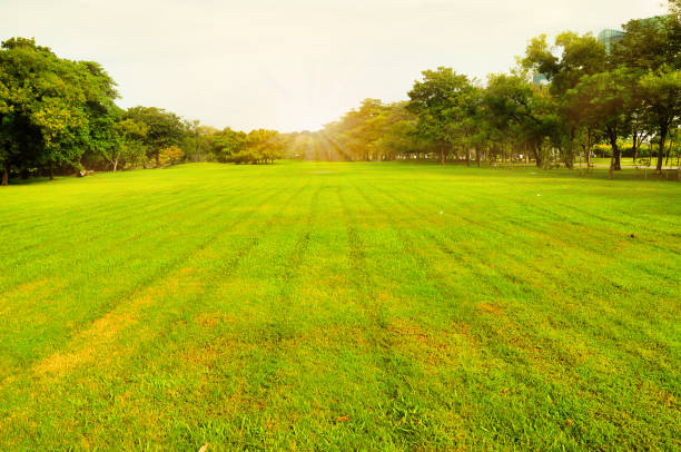 istock Chatuchak park in Thailand with morning sunrise 1000078212