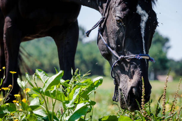 istock Close up horse 1000078282