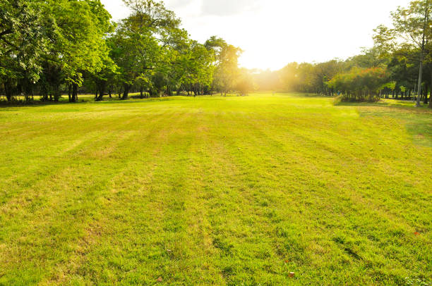 istock The green Chatuchak public park in Thailand 1000079138