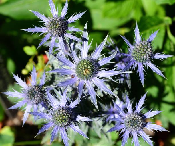 istock A cluster of Eryngium heads 1000083004