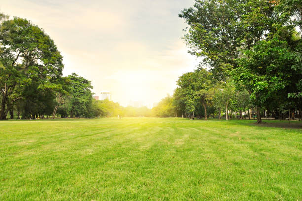 jardim cidade urbana na cena de manhã na temporada de verão de bangkok, tailândia - tree landscape sky grass - fotografias e filmes do acervo