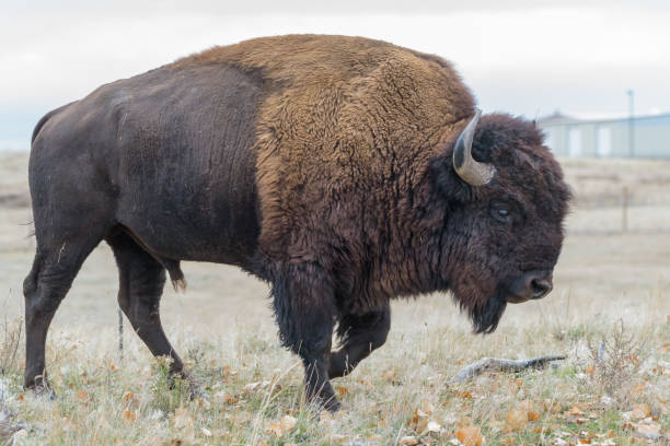 istock American Bison Bull - Genetically Pure Specimen 1000086258