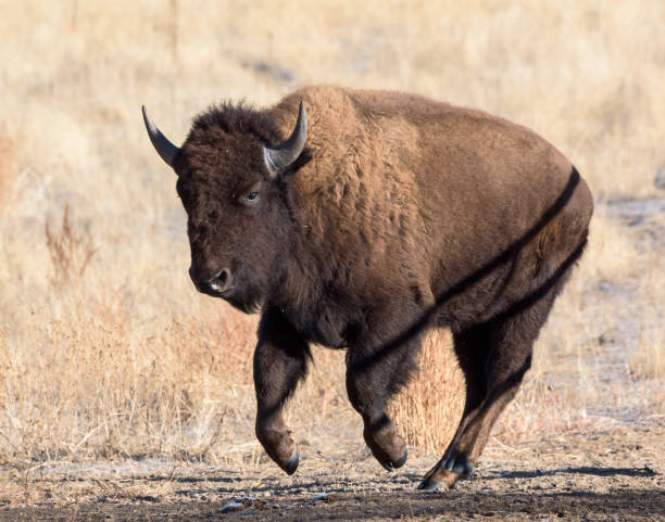istock American Bison Bull - Genetically Pure Specimen 1000088436