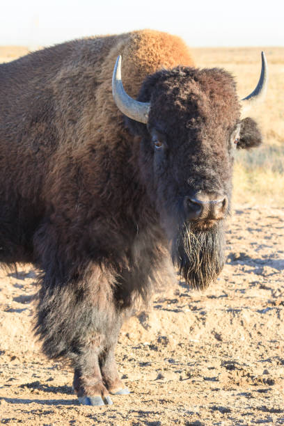 istock American Bison Bull - Genetically Pure Specimen 1000088582