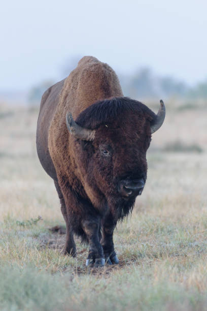 istock American Bison Bull - Genetically Pure Specimen 1000088590