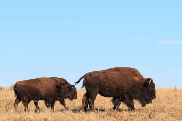 istock American Bison Bull - Genetically Pure Specimen 1000088678