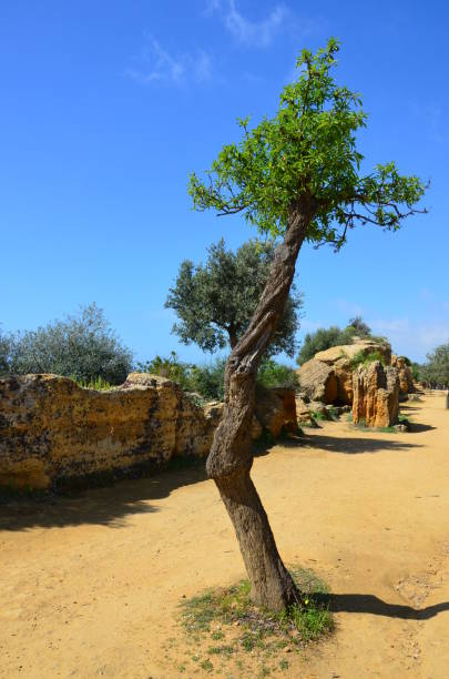 istock Valley of Temples, Agrigento, Sicily, Italy 1000089730