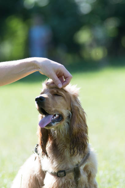 istock American cocker spaniel puppy outdoor 1000089978
