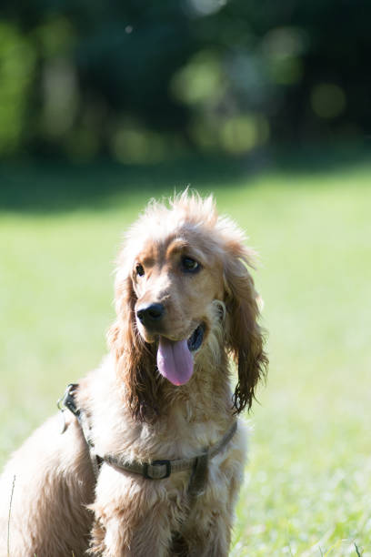 istock American cocker spaniel puppy outdoor 1000090064