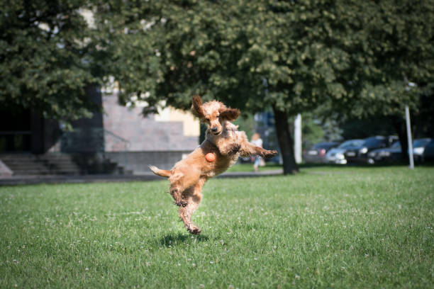 istock American cocker spaniel puppy outdoor 1000093312