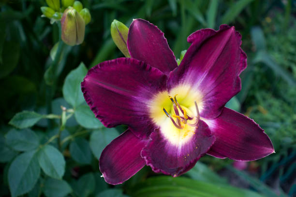 istock Blooming purple lily flower 1000098576