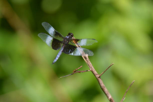 Perched dragonfly