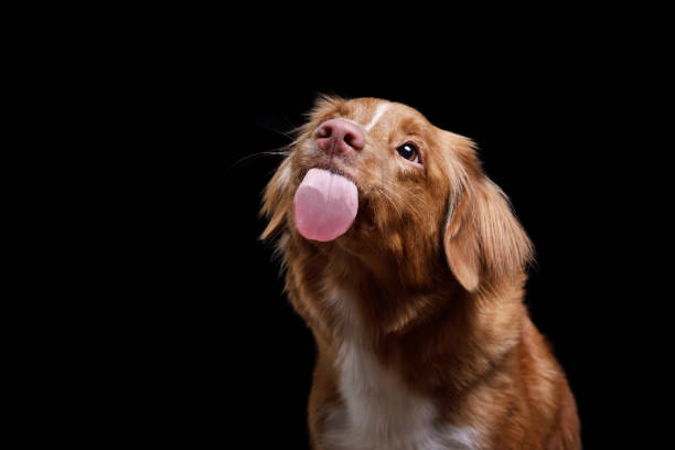 istock Nova Scotia duck tolling retrievers closeup 1000109428
