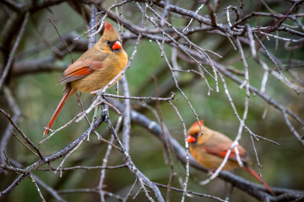 istock Female Cardinals 1000112648