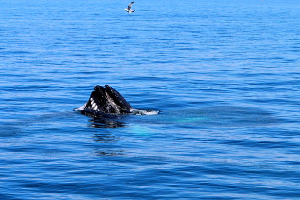 istock Breaching Whale off the shores of cape cod 1000112912
