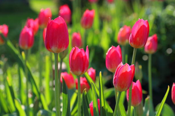istock Red tulips on the flower bed in natural light 1000113106