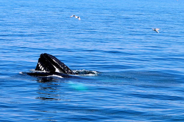 istock Breaching Whale off the shores of cape cod 1000113232