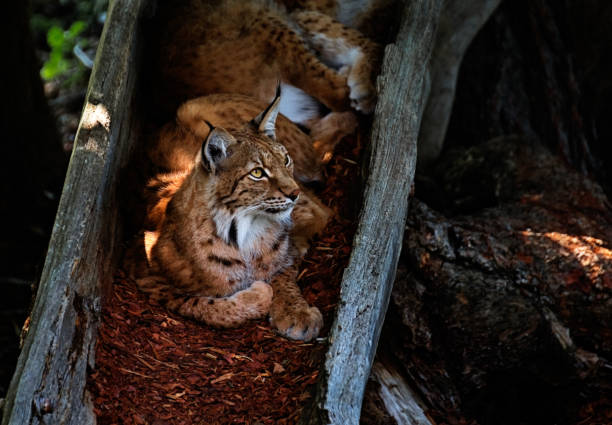 istock 1 july 2018, Wildpark Assling (Austria): An Eurasian Lynx resting inside a tree trunk 1000116886