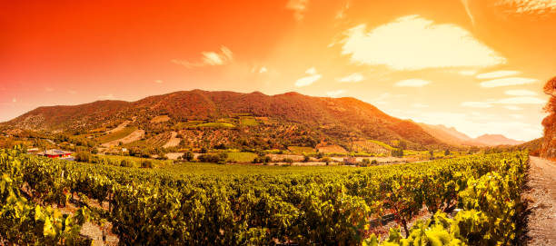 Sunrise on a hillside vineyard in Sardinia Beautiful sunrise over a landscape of a vineyard laden with bunches of ripe grapes in the summer sardinia vineyard stock pictures, royalty-free photos & images