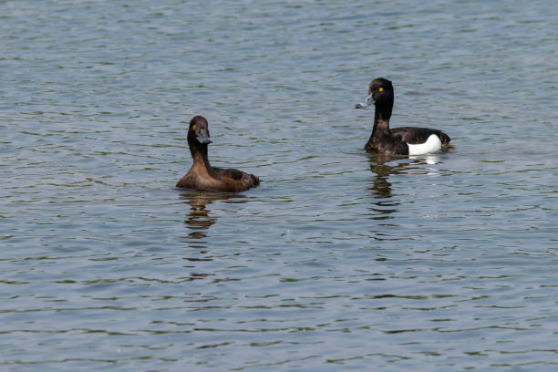 istock Male and female tufted ducks (Aythya fuligula) 1000127534