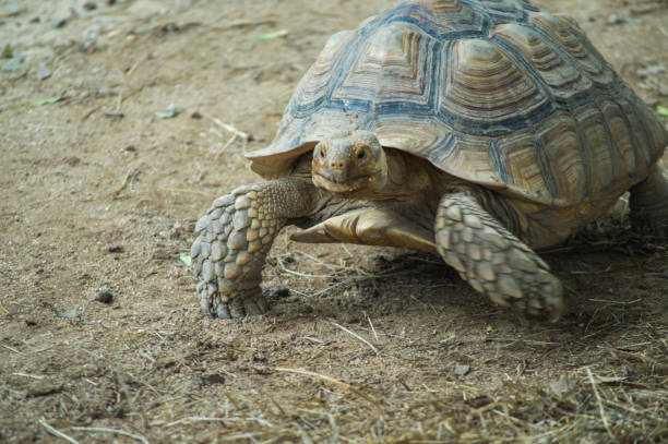istock Sulcata Tortoise walking on ground 1000133756